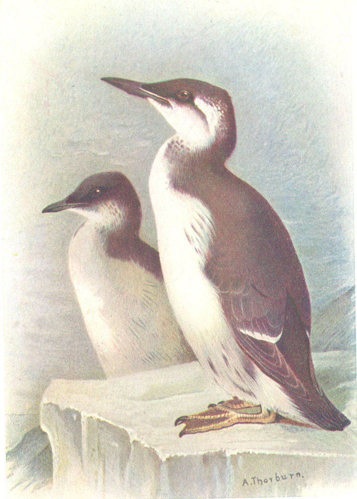 BRITISH BIRDS. Brünnich's Guillemot-winter. THORBURN 1925 old vintage print